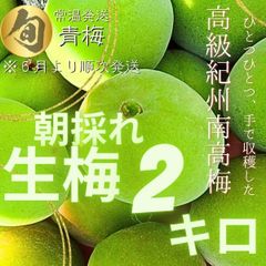 待望の販売開始　紀州南高梅　青梅　２㎏　生もの　新鮮新物！　ここ和歌山から産地直送　朝採れ　レシピ付き　梅酒　梅シロップ　梅干し　梅酒　梅シロップ　手作り　梅仕事　雹被害での多少傷あり　※出荷は２６日頃から　宅配便　常温配送