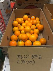 【甘くてジューシー！アメリカ産ネーブルオレンジ 88個入り・大容量業務用】★4