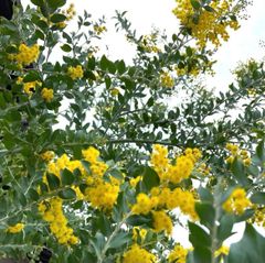 ミモザ パールアカシア 80サイズ - メルカリ