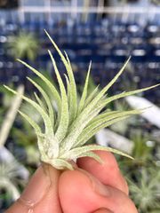 【ボンバーと愉快な仲間たち♪様専用】チランジア イオナンタ エメラルドフォレスト Tillandsia ionantha Emerald Forest キンクマ農園☆T0133