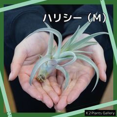 【ハリシー】Mサイズ　エアプランツ　エアープランツ　チランジア