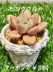 多肉植物  ピンククルー