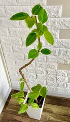 フィカスアルテシマ⭐️曲がり