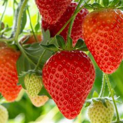 イチゴ ( いちご ) やよいひめ ポット苗1個 いちご 苗