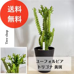 【観葉植物】 ユーフォルビア トリゴナ 【送料無料】 黄斑 多肉植物 18cmプラ鉢 高さ0.6ｍ（鉢込み）幅0.2m 人気 おしゃれ インテリア 空気清浄