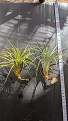 2026年最新】チランジア フレクスオーサの人気アイテム - メルカリ