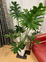 セローム・ホープ A9 現物販売 室内 インテリア 観葉植物 オフィス