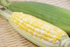 とうもろこし　『ドルチェドリーム』１０～１２本　２L～３Lサイズ　千葉県産他国内産