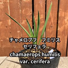 【鉢ごと発送】　チャメロプス　フミリス　セリフェラ　Chamaerops humilis var.cerifera　2024-5-2-chc4