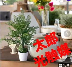 2025年最新】アジアンタム フェイクの人気アイテム - メルカリ