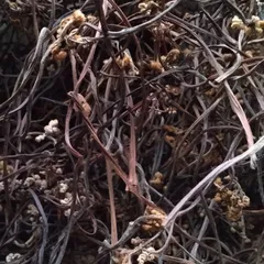 乾燥ワラビ　フリジアさま専用