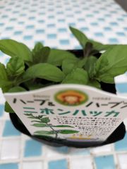 ニホンハッカ(北斗)　10.5cm苗　3.5号苗　ハーブ　ミント　虫除け　多年草　ハッカ　薄荷　　金子香草園