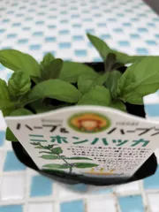 ニホンハッカ(北斗)　10.5cm苗　3.5号苗　ハーブ　ミント　虫除け　多年草　ハッカ　薄荷　　金子香草園のサムネイル