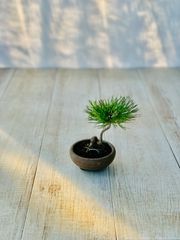 黒松　小品盆栽　ミニ盆栽　くろまつ