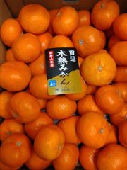 木熟みかん『スーパー超特選』5㎏