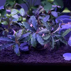 即購入OK‼️ブセファランドラ spブラックウェーブ溶岩石付き 即購入OK‼️ブセファランドラ spブラックウェーブ溶岩石付き