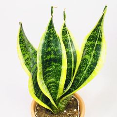 サンスベリア ローレンティー Sansevieria trifasciata ‘Laurentii’