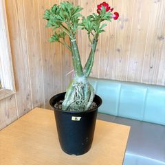 シクラメン 6号 ハッピー ホワイト クラウド インザ ブルースカイ