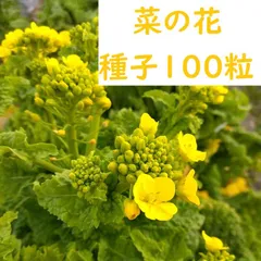 2024年最新】菜花 野菜の人気アイテム - メルカリ