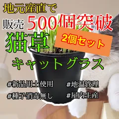 増量しました！2個セット【消毒なし】猫草キャットグラス