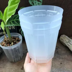 ネガミエル♡4号の3個セット♡観葉植物♡スリット鉢♡ガーデニング