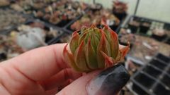 多肉植物　ハオルチア 真っ赤なマルミアーナ