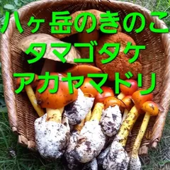 北海道産　アカヤマドリ2kg 2025年最新】アカヤマドリの人気アイテム - メルカリ