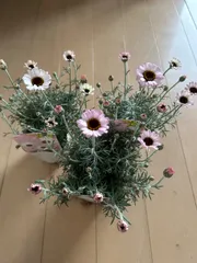 ローダンセマム　苗♡かわいいお庭♡ガーデン　ガーデニング ローダンセマム 苗♡かわいいお庭♡ガーデン ガーデニング