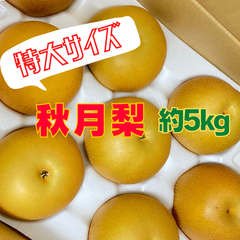 秋月梨 徳島県産 約5kg 梨 北海道 東北 沖縄 離島の方専用