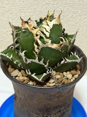 値下 パキポディウム グラキリス×マカイエンセ（hb） 多肉植物