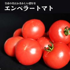 フルーツトマト 佐賀県産 エンペラースーパーレッド 1キロ S-L 12-16玉 化粧箱【 高糖度 コク旨トマト】濃い旨味 濃い甘み 期間の短いトマト 佐賀県特産品 プレミアムトマト 高糖度トマト フルーツトマト トマト 濃厚 フルーツのようなうま味