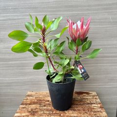 【2本立ち】④ プロテア リトルプリンス 5号 現品 オージープランツ 花芽付き ①