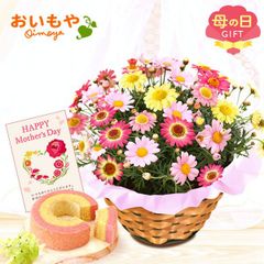 【おいもや公式】母の日限定 マーガレット 苺 バウムクーヘン スイーツ 洋菓子 お菓子 鉢植え プレゼント 生花 花 黄色 ピンク おしゃれ かわいい (お届け時期:5/5～11のいずれか)