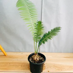 ソテツ　メキシコ　ソテツ　2 メキシコソテツ7号鉢 成長が遅く生産も少ない樹種ですので貴重です。