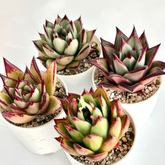 【多肉植物】エケベリア・実生エボニー４点セット