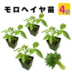 モロヘイヤ 苗 夏野菜 販売 家庭菜園 病気に強い 農場直送 10.5cmポット (4個)