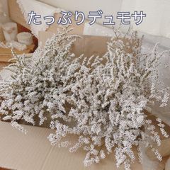 たっぷりデュモサ ドライフラワー 花材 レジン アレンジ リース