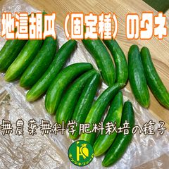 地這胡瓜（きゅうり・固定種）のタネ　20粒　無農薬無化学肥料栽培の種子