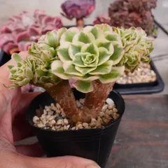 2025年最新】アエオニウム綴化の人気アイテム - メルカリ