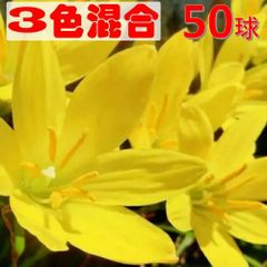 50球セット 色混合 ゼフィランサス 球根 白 黄色 ピンク桃色 ３色セット 色混合 大量 花苗 レインリリー 夏 秋 キバナサフランモドキ 多年草 玉すだれ ホワイト 純白 常緑 簡単 可愛い 初心者 植物 人気カラー