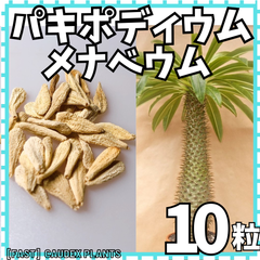 Pachypodium menabeum パキポディウム メナベウム 種子 20粒