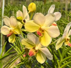 【特選】　洋蘭　バンダ　2種2株　ハンギング ハンギングバンダ | gift hana-plus