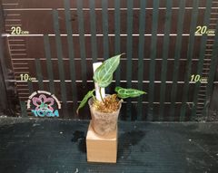 アンスリウム クリスタリナム （Anthurium crystallinum）