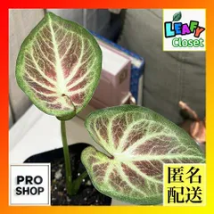 2025年最新】カラジウムの人気アイテム - メルカリ