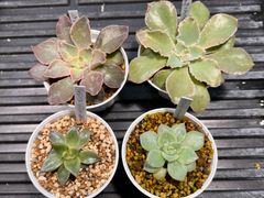 多肉植物　実生小苗　4苗セット！おまけ付き！