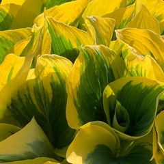 希少 ピセア プンゲンス ホプシー 6号 プンゲンストウヒ マツ