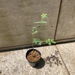 ミモザ(銀葉アカシア)の苗