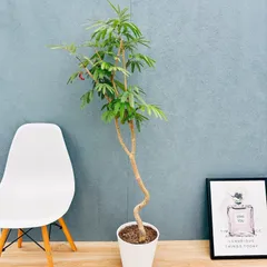 ⑩　エバーフレッシュ　曲がり仕立て　10号　特大苗木最高等級極上品‼️花芽沢山 ① エバーフレッシュ 曲がり仕立て10号 特大苗木最高等級極上品