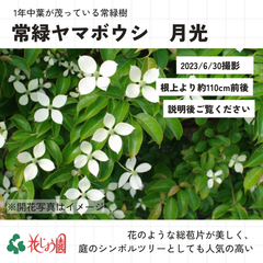 常緑ヤマボウシ（月光）