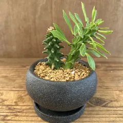 モナデニウム　不明種　陶器鉢  Monadenium トウダイグサ科 モナデニウム属 モナデニューム  現品 観葉植物 観葉 植物 珍奇植物 珍奇 珍しい レア 希少 塊根植物 塊根 コーデックス 多肉植物 多肉 インテリア グリーン アートプランツ